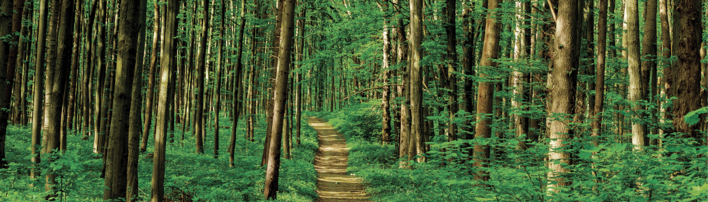winding path through a vibrant green forest